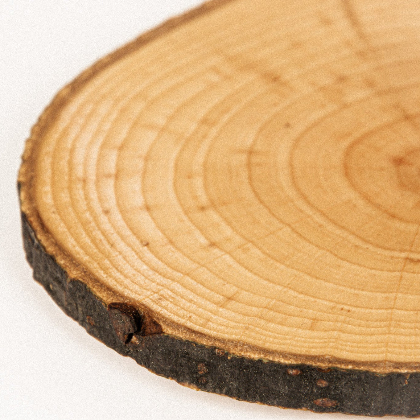 Holzdeckel für Becher – Erlenholz mit Rinde